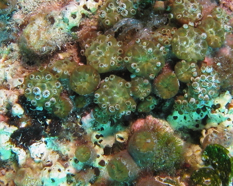 Madrepora verde (Maasella edwardsi)